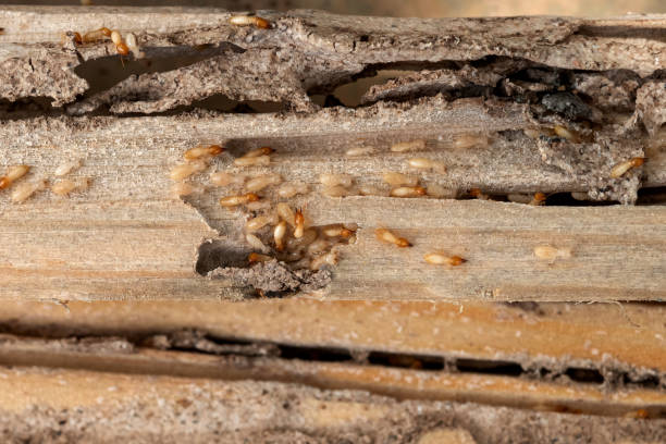 Best Termite Control Services  in Copperopolis, CA